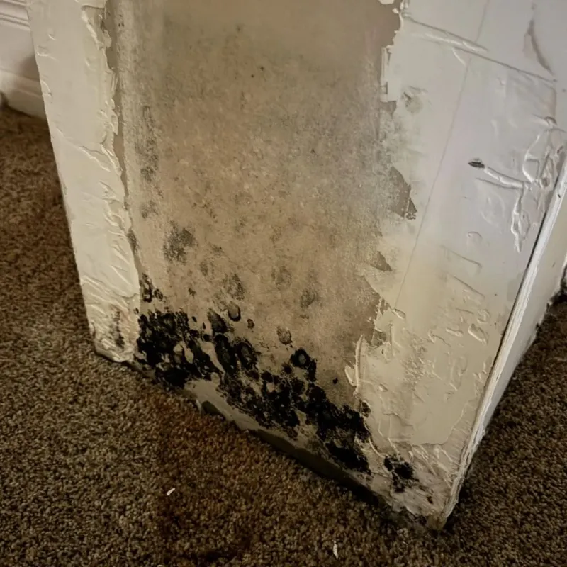 Professional Mold Removal in Haynesville, LA